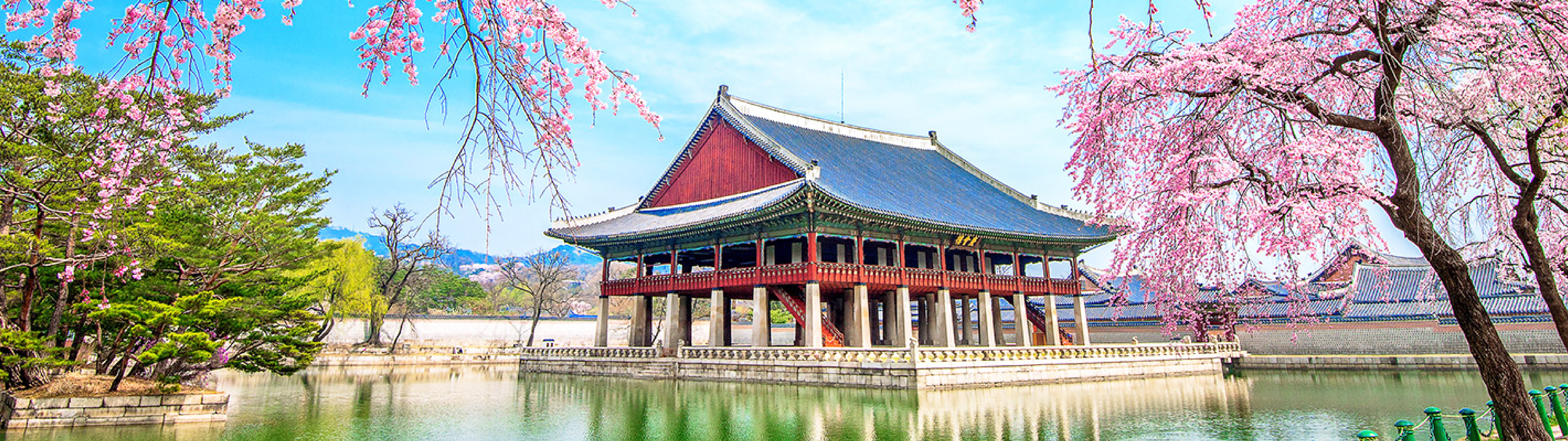 Hàn Quốc mùa hoa anh Đào