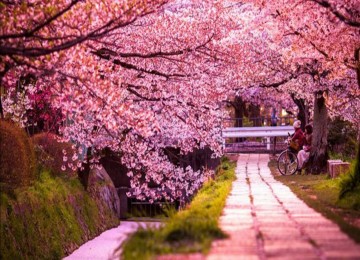 Tour du lịch Nhật Bản mùa hoa anh đào - Cung Đường Vàng tháng 3/2023 - Vietjet Air